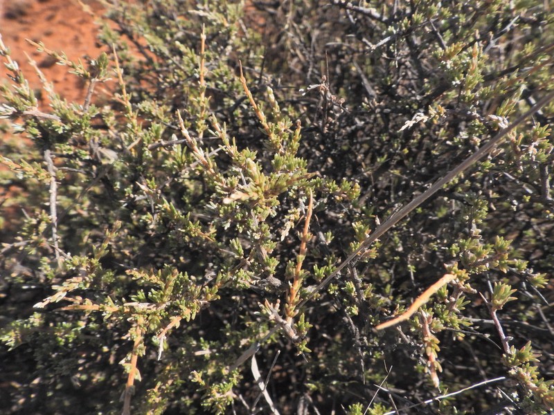 Eriocephalus karooicus photo 8