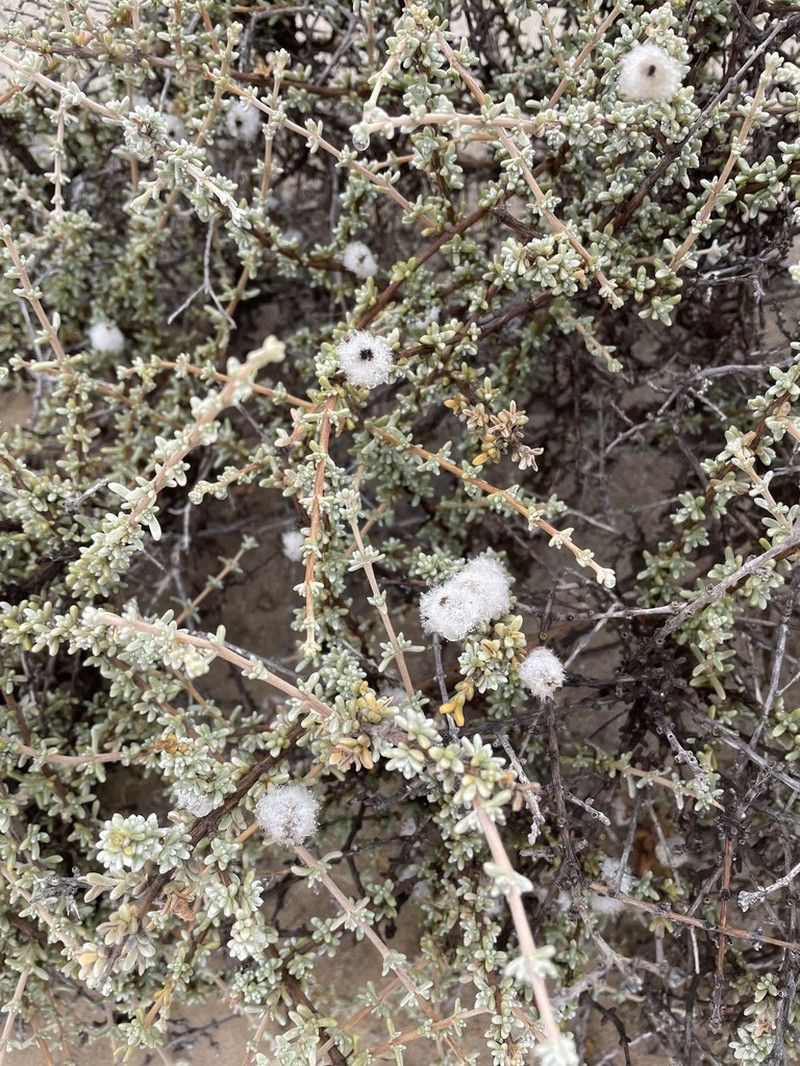 Eriocephalus kingesii