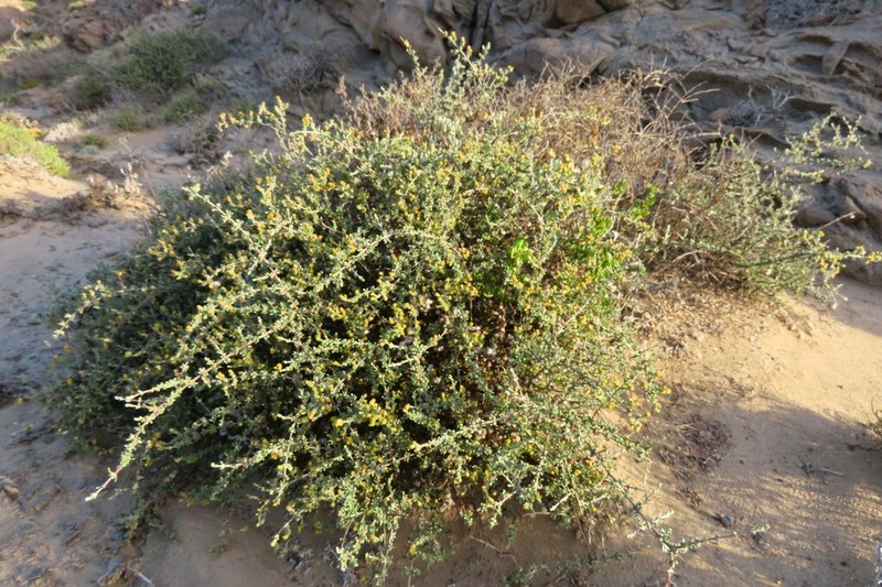 Eriocephalus kingesii photo 2