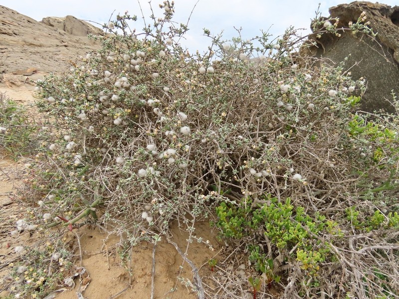 Eriocephalus kingesii photo 3