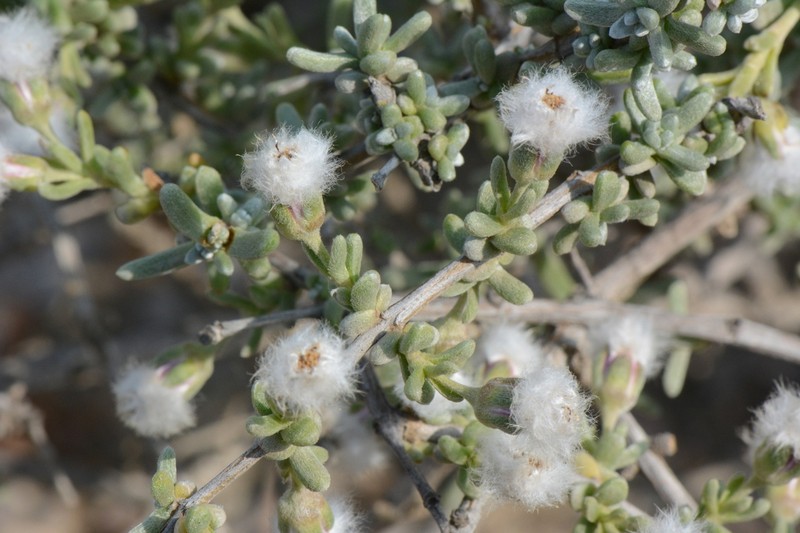 Eriocephalus kingesii photo 4