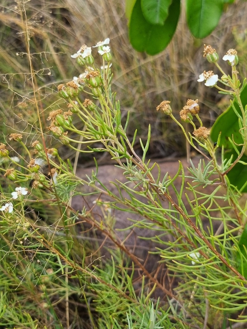 Eriocephalus longifolius