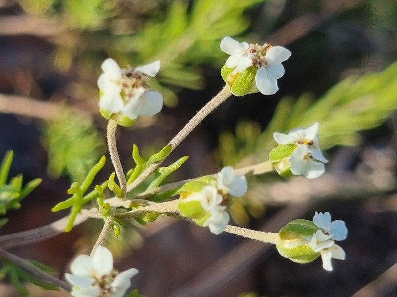 Eriocephalus longifolius photo 2