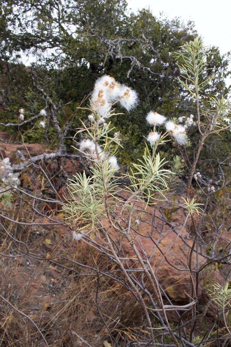 Eriocephalus longifolius photo 3