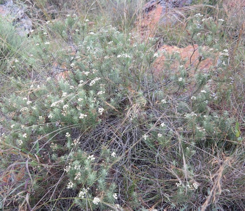 Eriocephalus longifolius photo 4