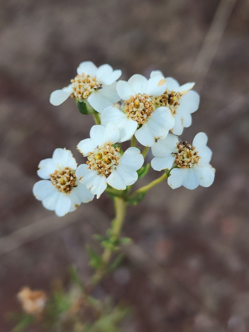 Eriocephalus longifolius photo 5