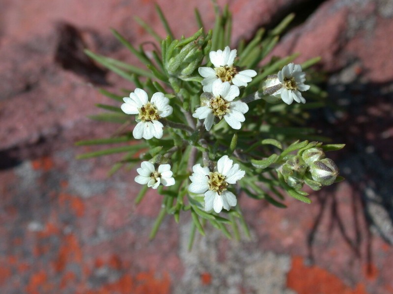 Eriocephalus longifolius photo 6