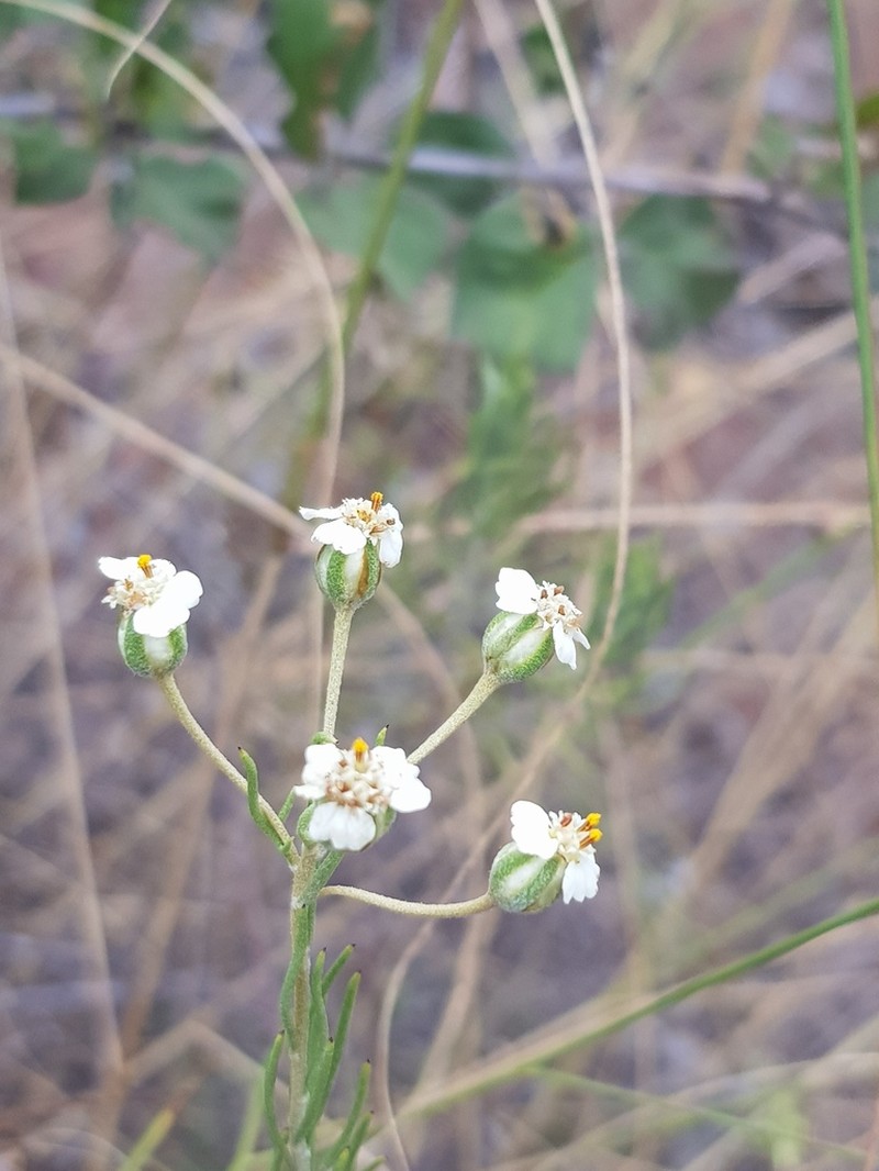 Eriocephalus longifolius photo 7
