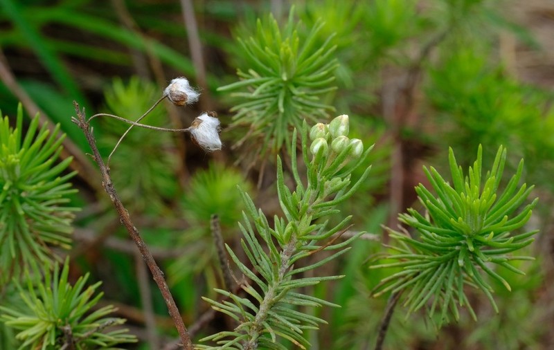 Eriocephalus longifolius photo 8