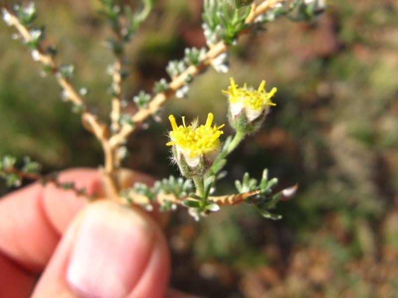 Eriocephalus luederitzianus