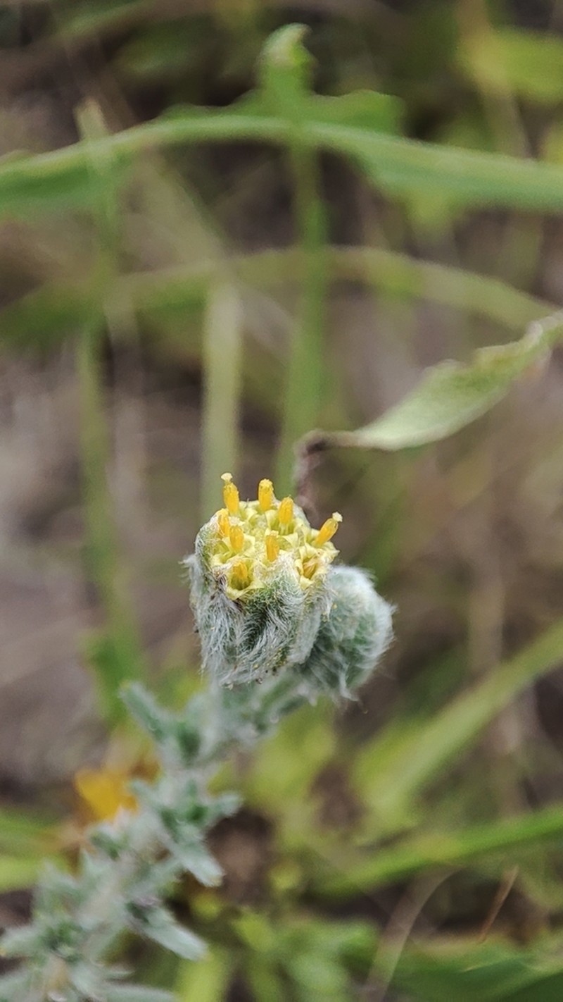 Eriocephalus luederitzianus photo 2