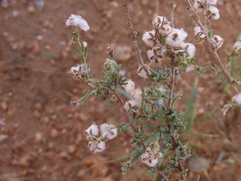 Eriocephalus luederitzianus photo 3