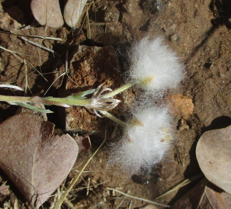 Eriocephalus luederitzianus photo 4