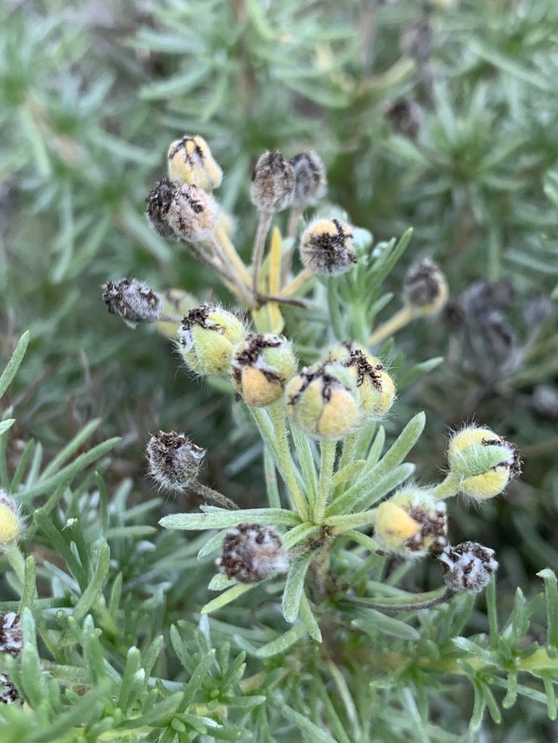 Eriocephalus luederitzianus photo 5