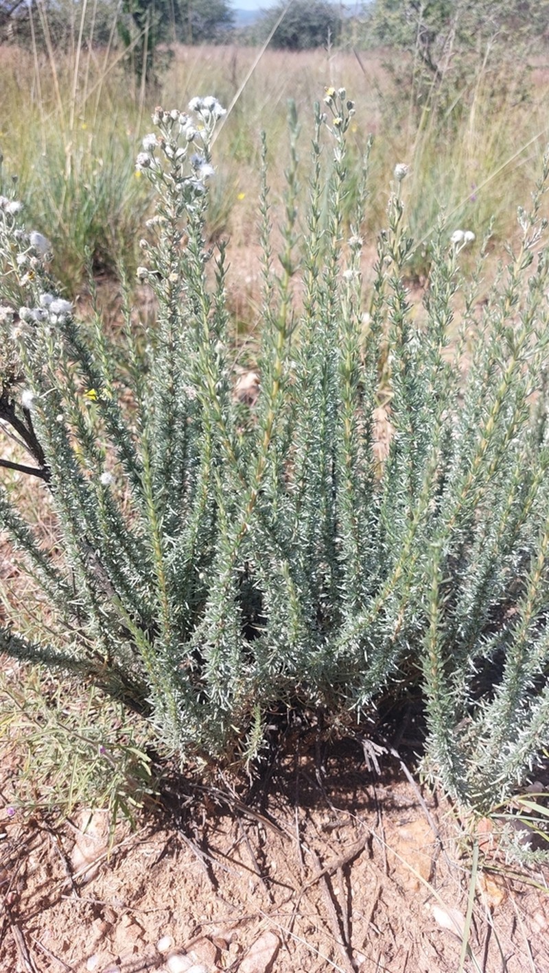 Eriocephalus luederitzianus photo 6