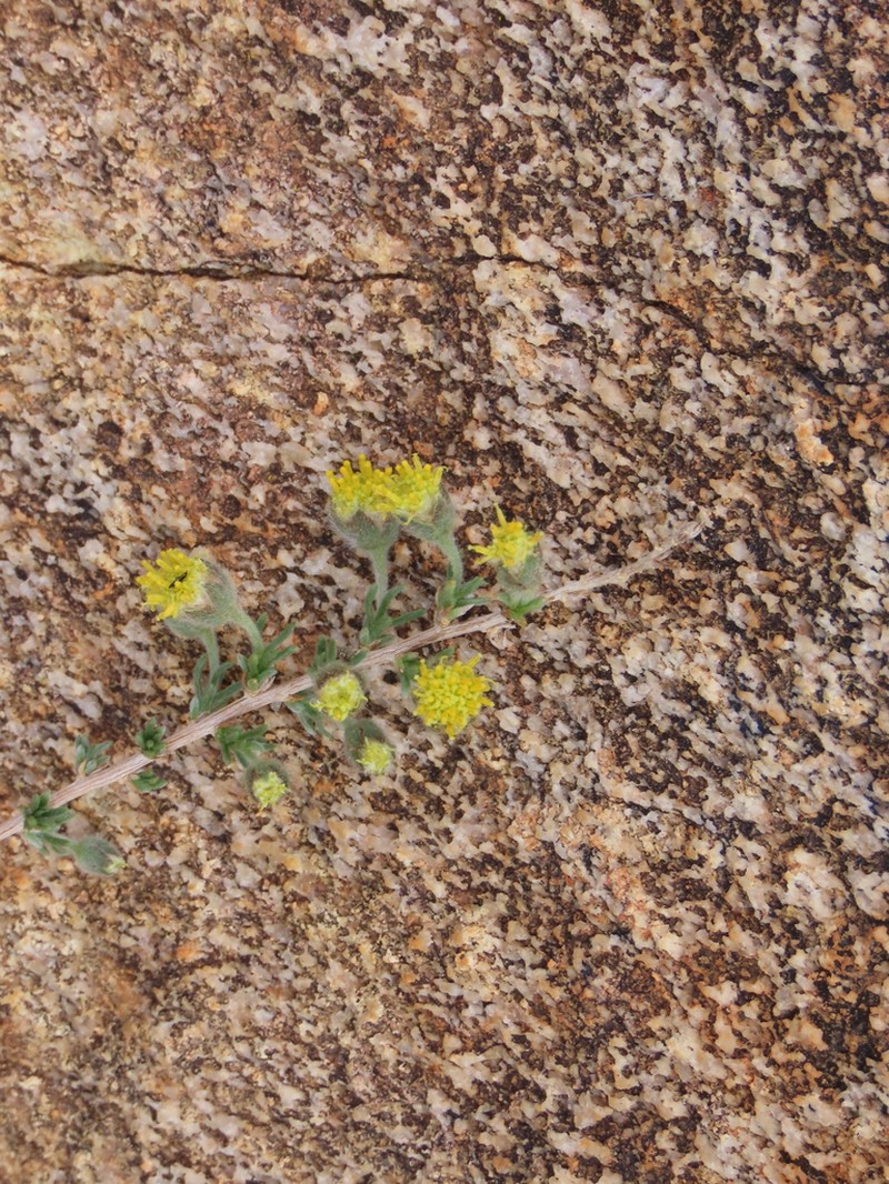 Eriocephalus luederitzianus photo 7