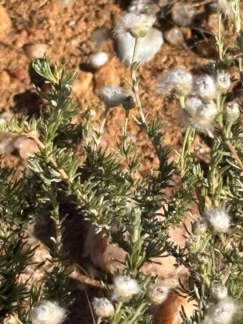 Eriocephalus luederitzianus photo 8