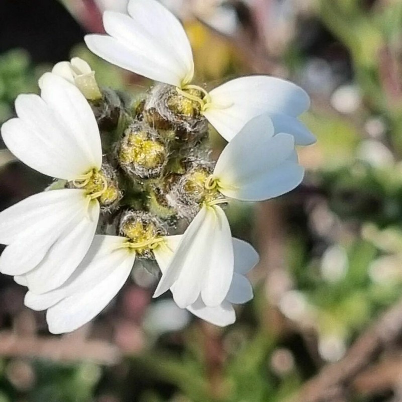 Eriocephalus macroglossus