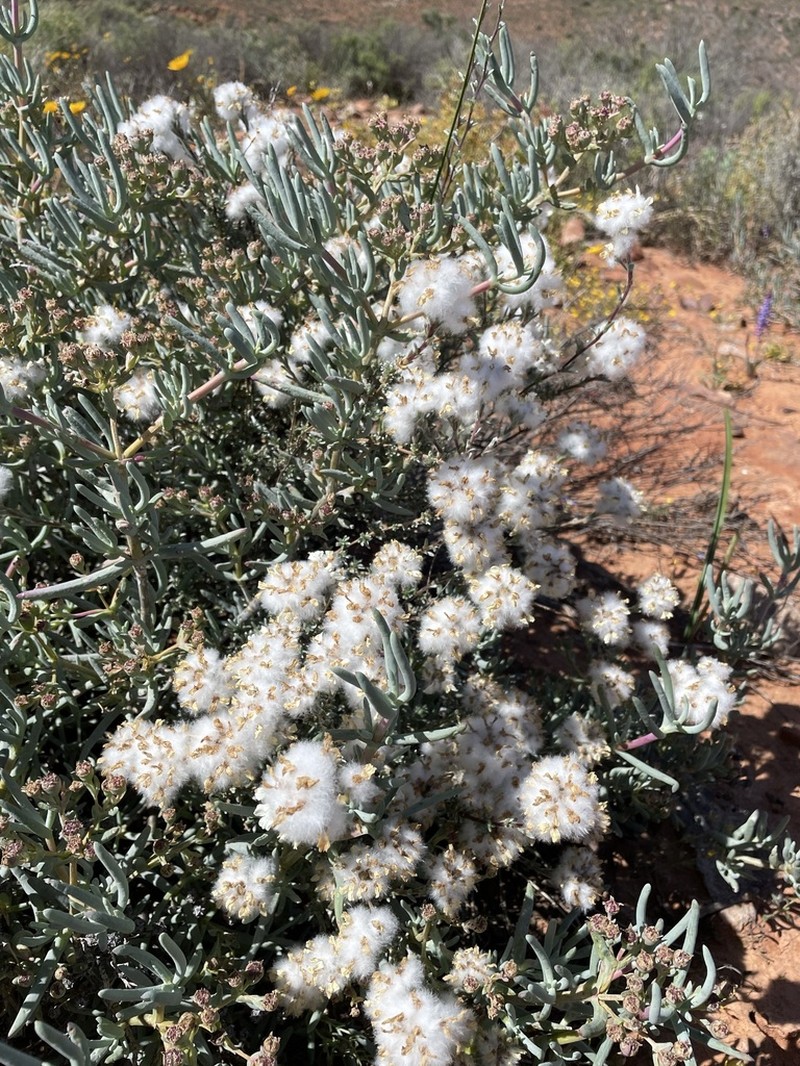 Eriocephalus macroglossus photo 2
