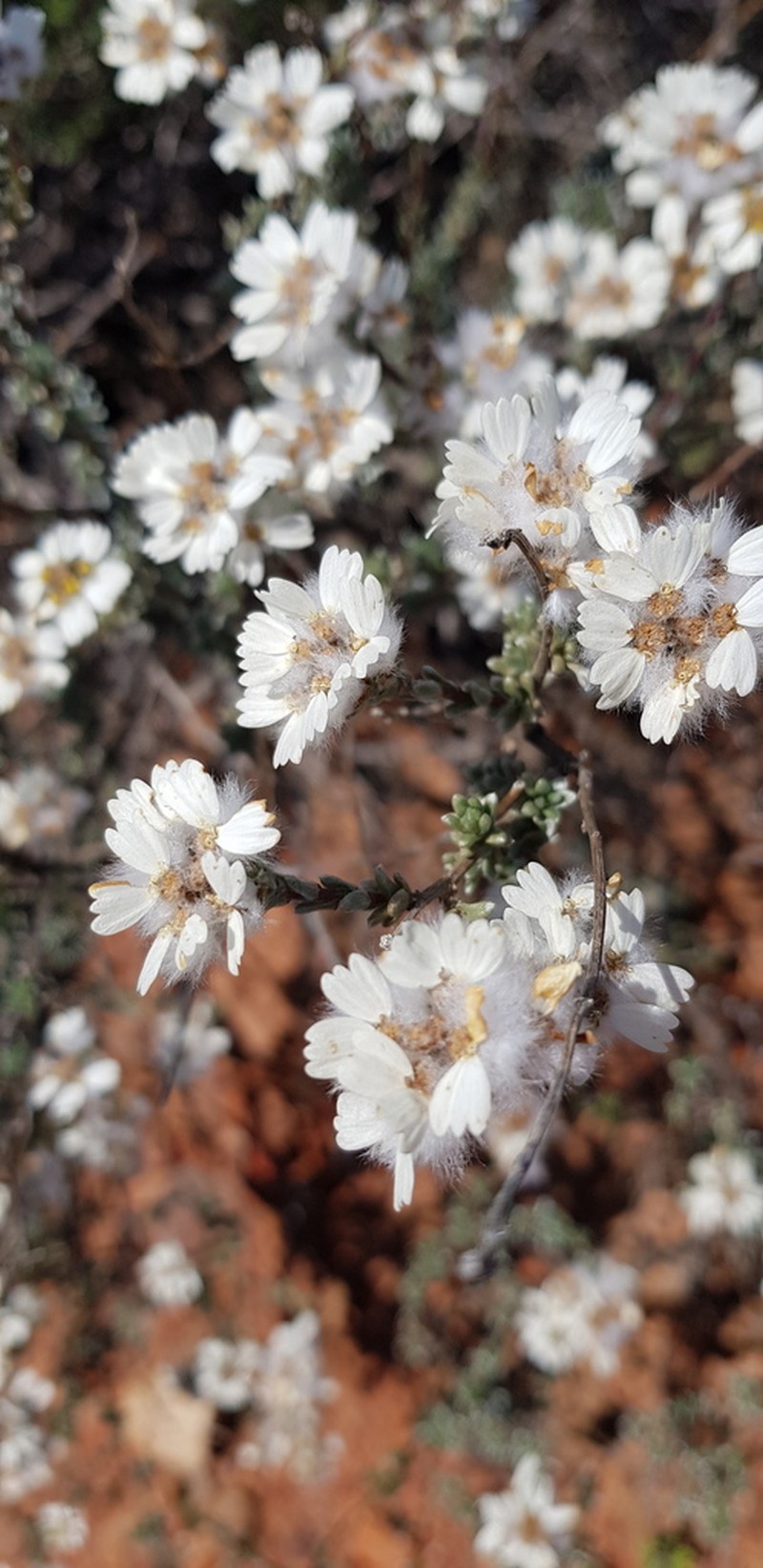Eriocephalus macroglossus photo 3