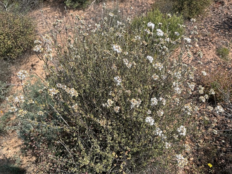 Eriocephalus macroglossus photo 4