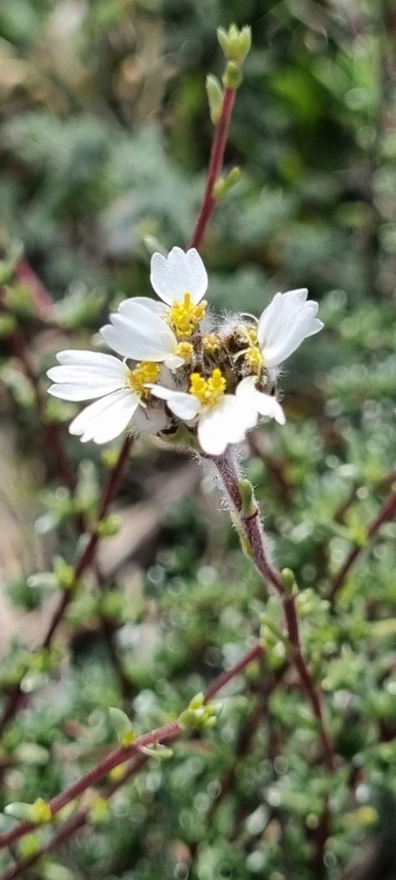 Eriocephalus macroglossus photo 5