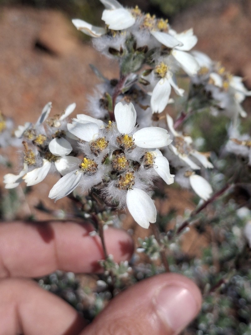 Eriocephalus macroglossus photo 6