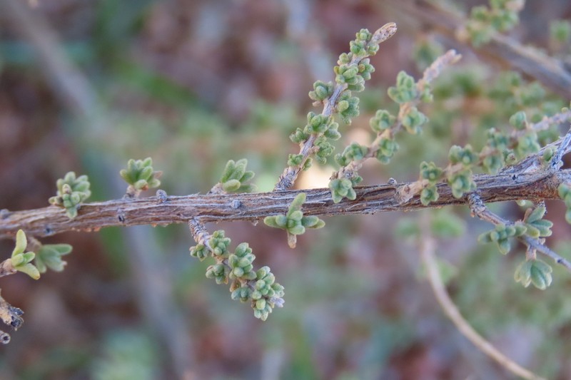 Eriocephalus merxmuelleri