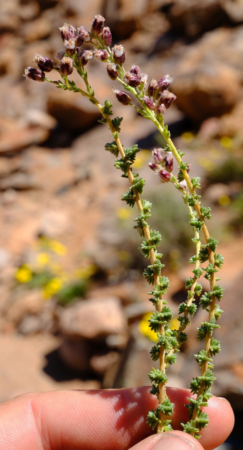 Eriocephalus merxmuelleri photo 4