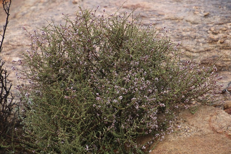 Eriocephalus microcephalus