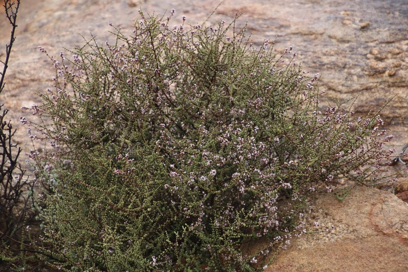 Eriocephalus microcephalus photo 2