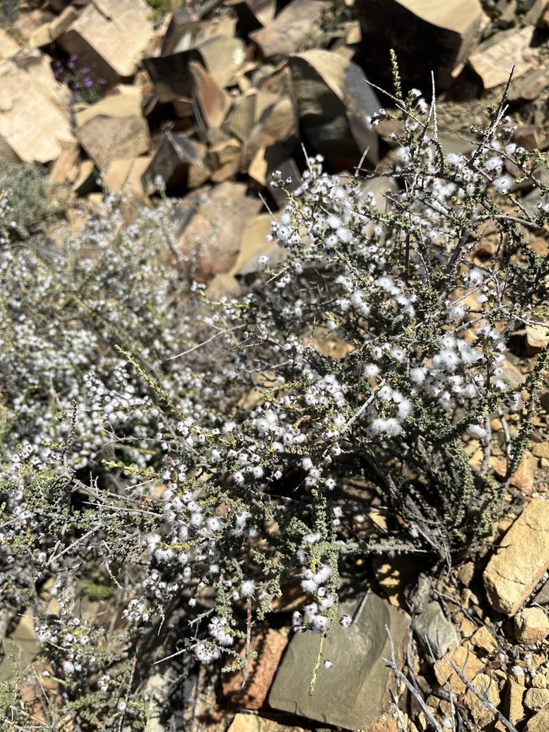 Eriocephalus microphyllus