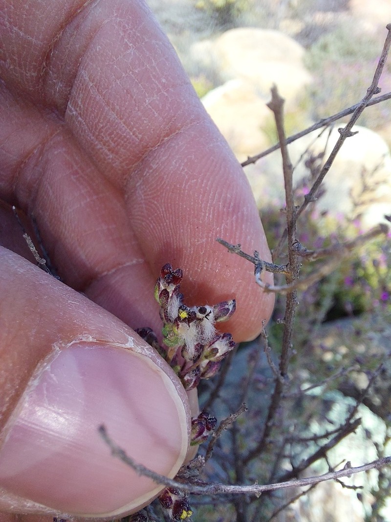 Eriocephalus microphyllus photo 2