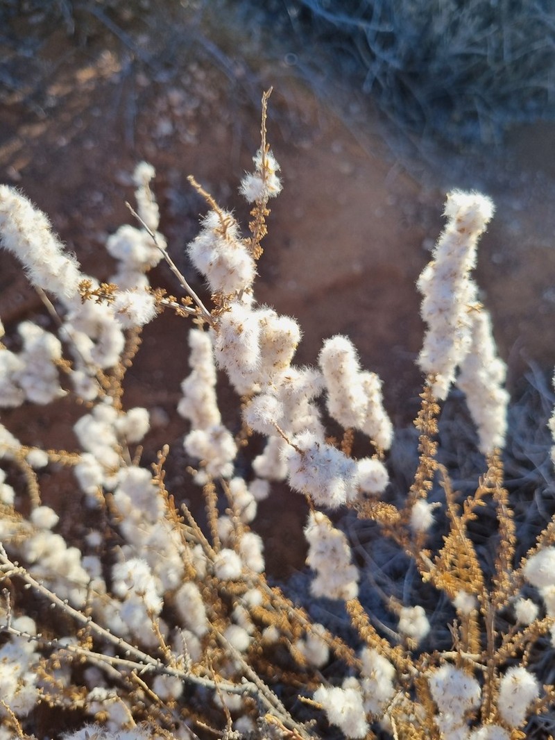 Eriocephalus microphyllus photo 3