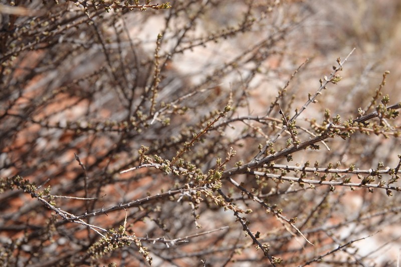 Eriocephalus microphyllus photo 4