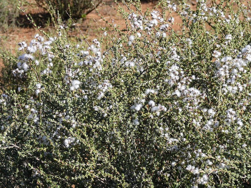 Eriocephalus microphyllus photo 5