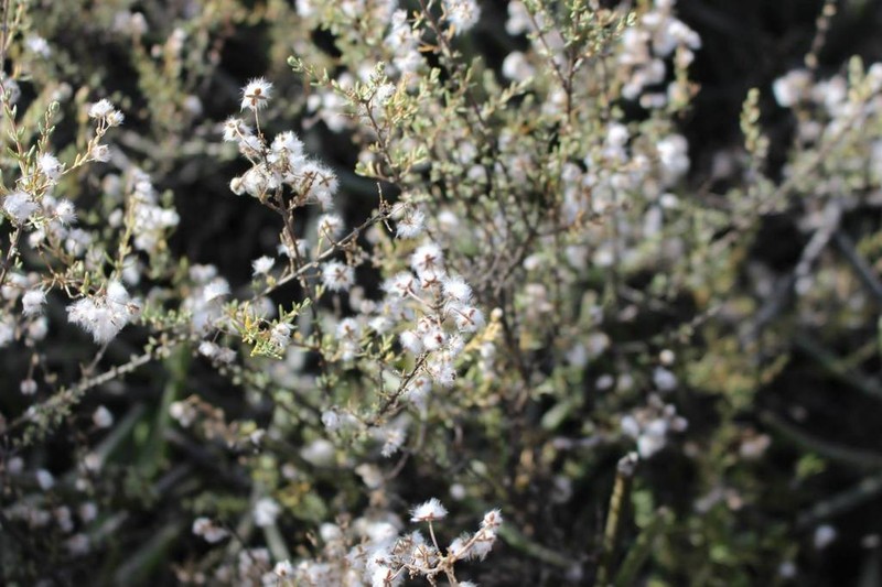 Eriocephalus microphyllus photo 6