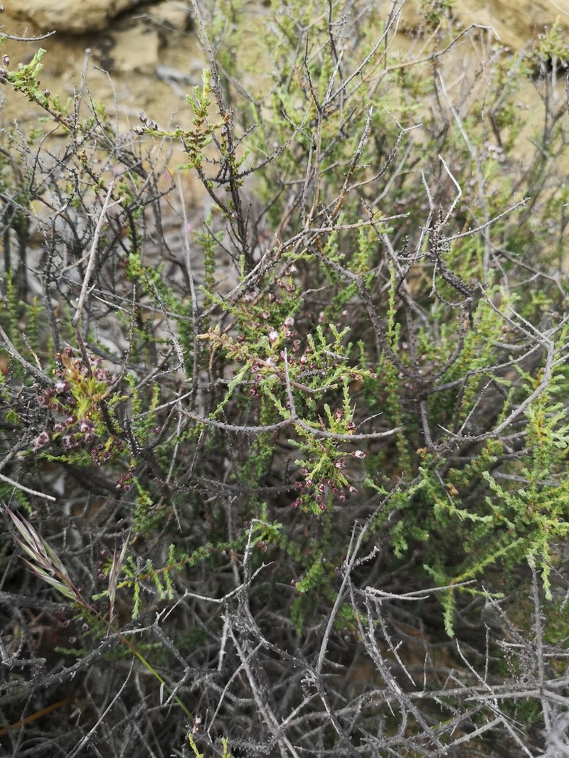 Eriocephalus microphyllus photo 7