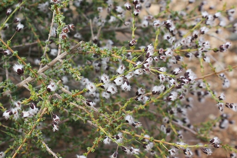 Eriocephalus microphyllus photo 8