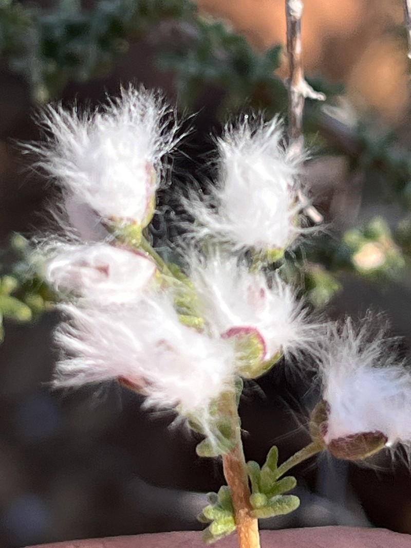 Eriocephalus microphyllus var. microphyllus