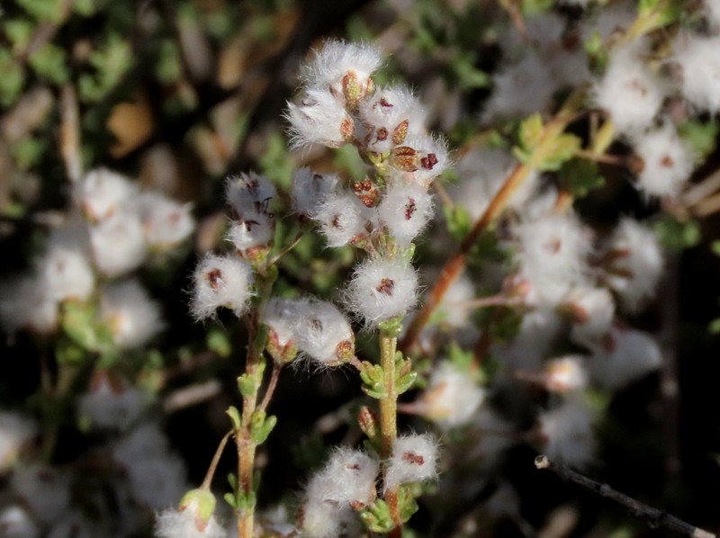 Eriocephalus microphyllus var. microphyllus photo 2