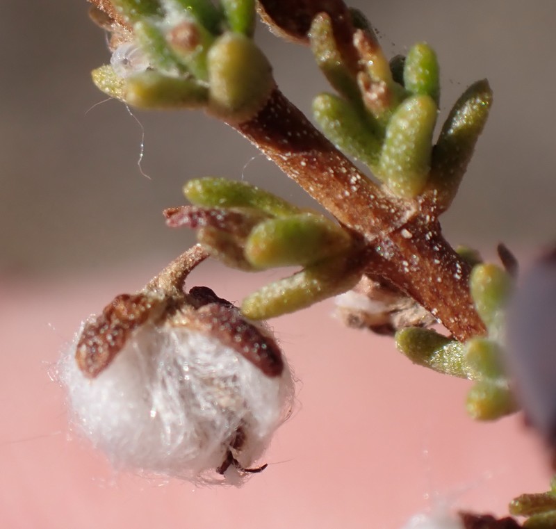 Eriocephalus microphyllus var. microphyllus photo 3