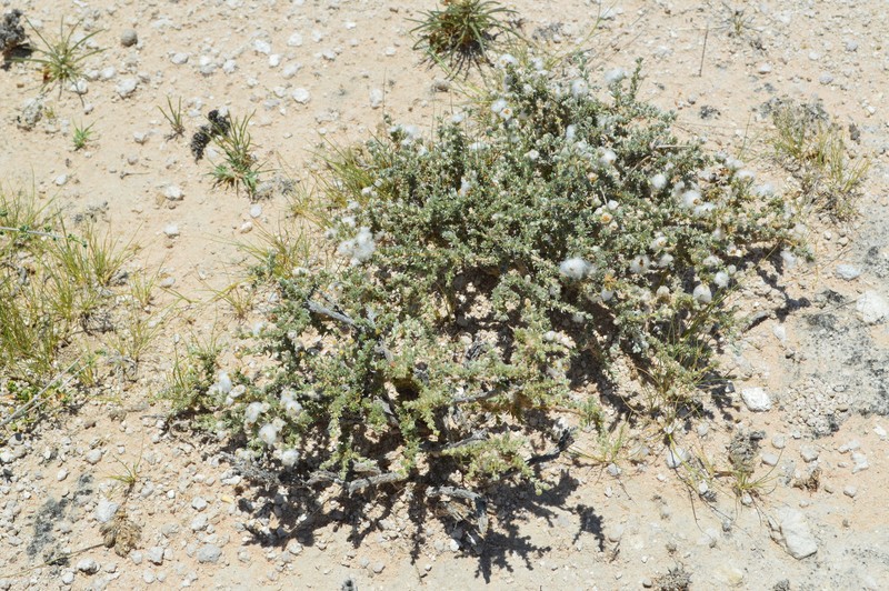 Eriocephalus microphyllus var. pubescens