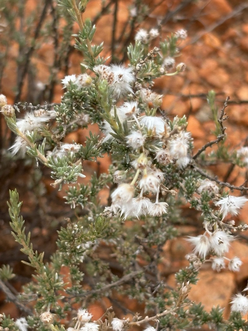 Eriocephalus microphyllus var. pubescens photo 2