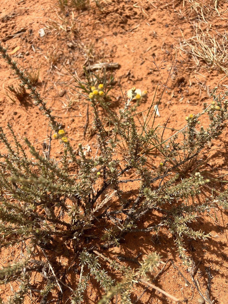 Eriocephalus microphyllus var. pubescens photo 3