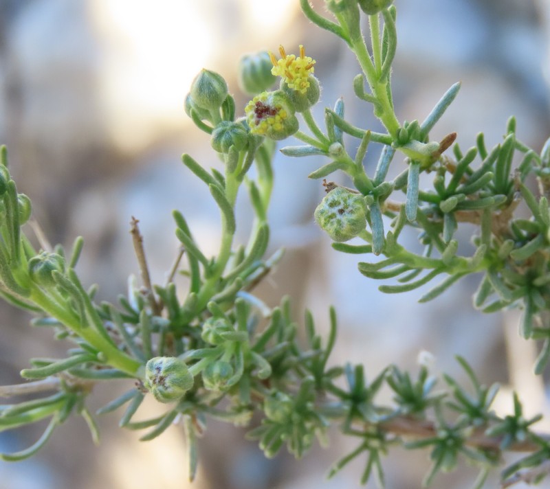 Eriocephalus microphyllus var. pubescens photo 4