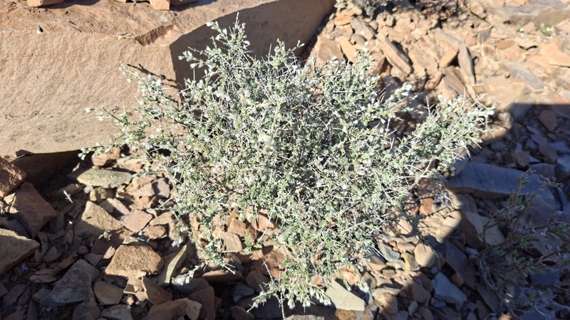 Eriocephalus namaquensis