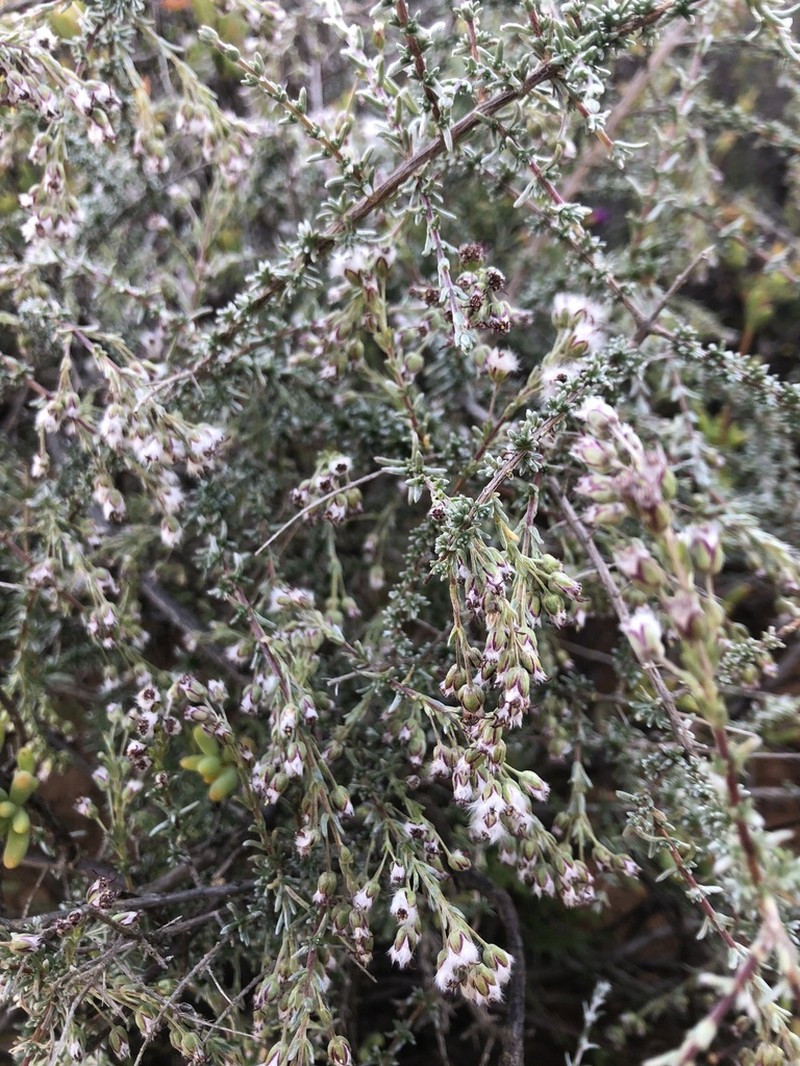Eriocephalus namaquensis photo 2