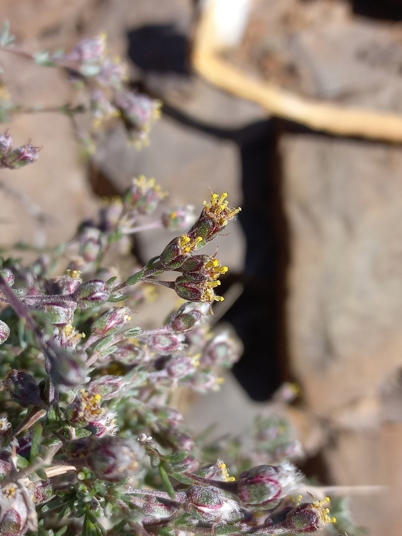 Eriocephalus namaquensis photo 3