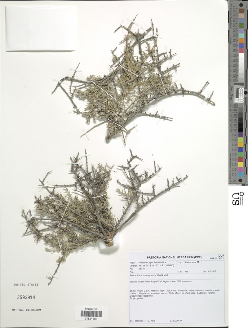 Eriocephalus namaquensis photo 4